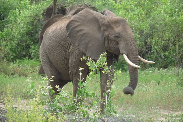 Lake Manyara National Park