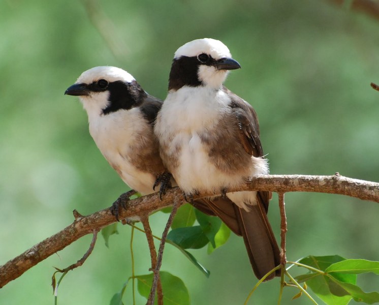 Mkomazi National Park