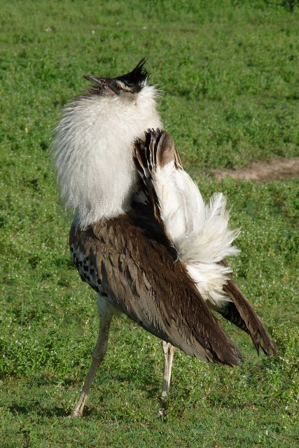 Ngorongoro Conservation Area