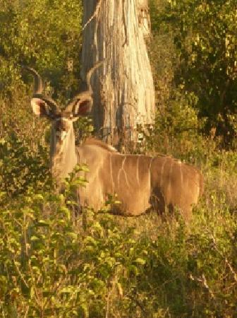 Ruaha National Park