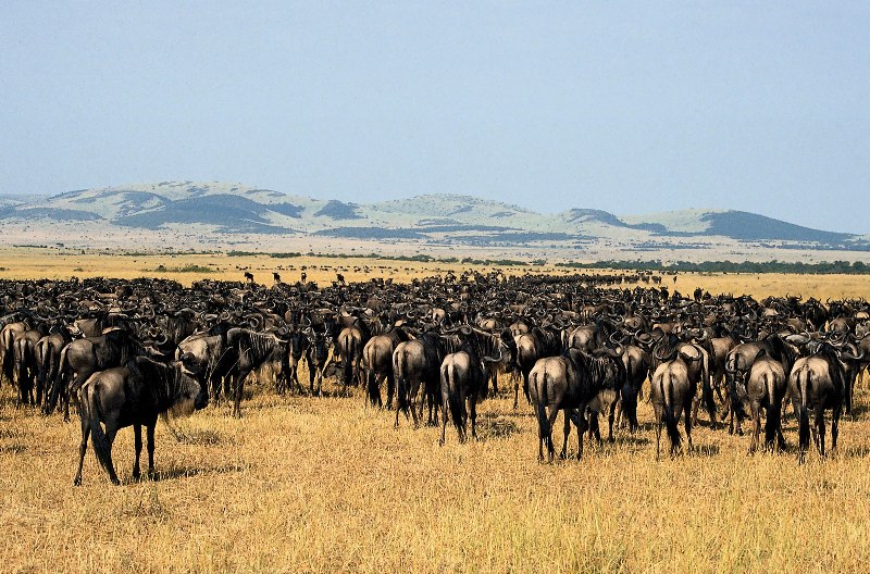 Serengeti Migration Daily Departures