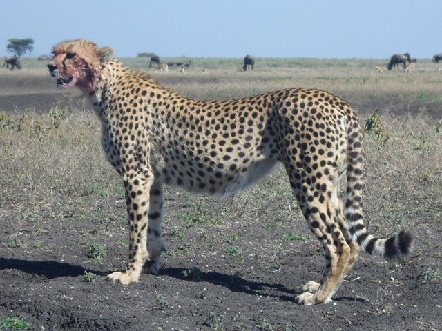Tanzania Safari-Lodge-Accommodations 7 Days