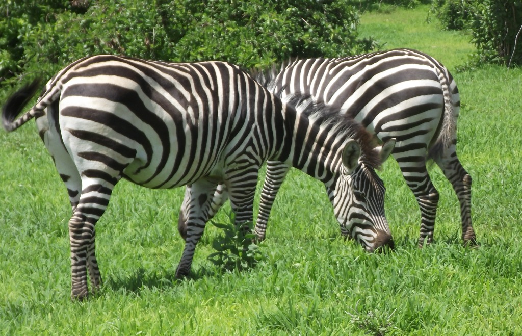 Mkomazi National Park