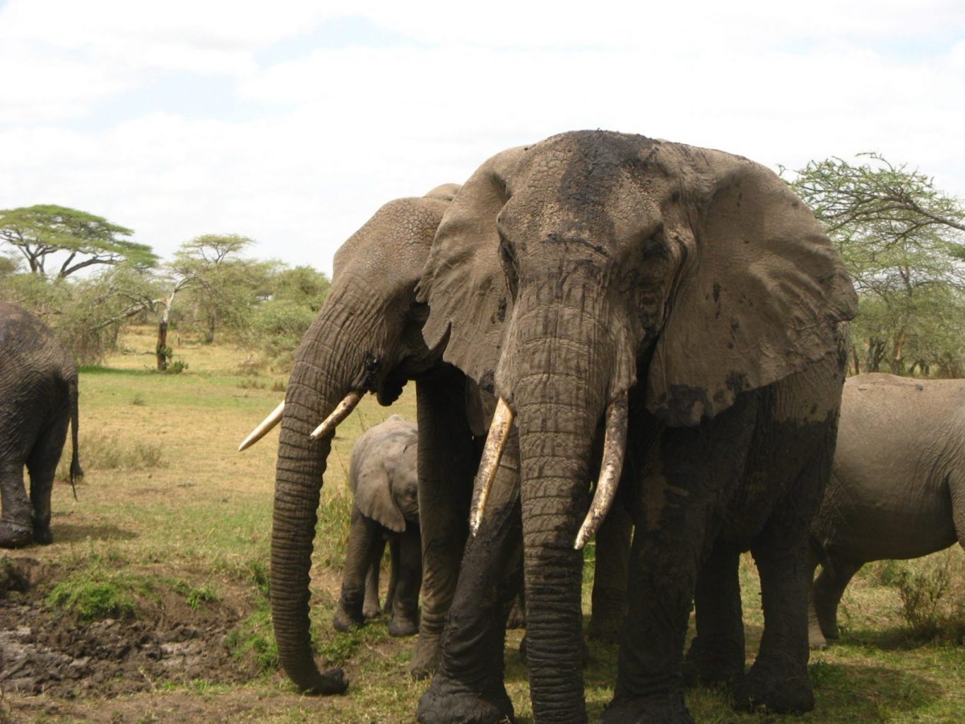 african safari adventures 9 days