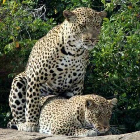 Moru Serengeti