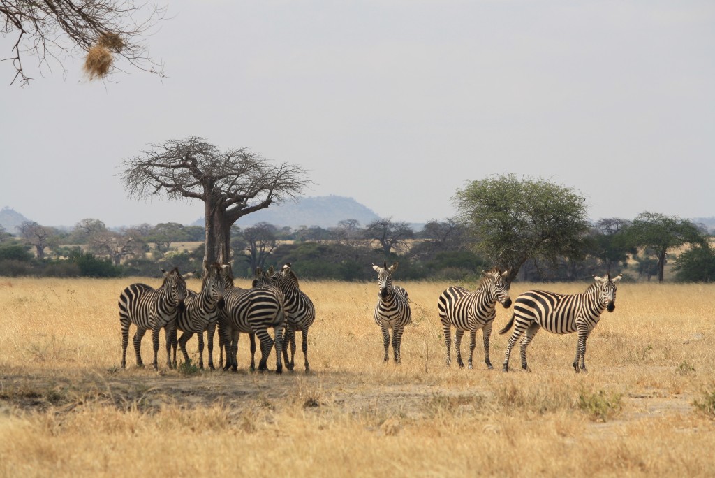 Maasai Mara Amboseli