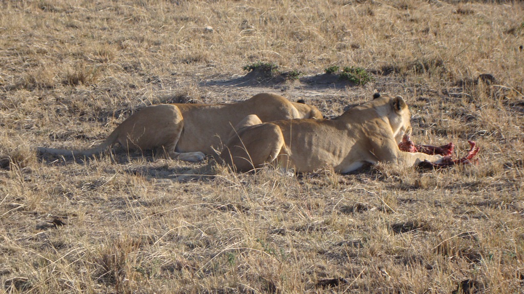 Maasai Mara Nakuru Naivasha