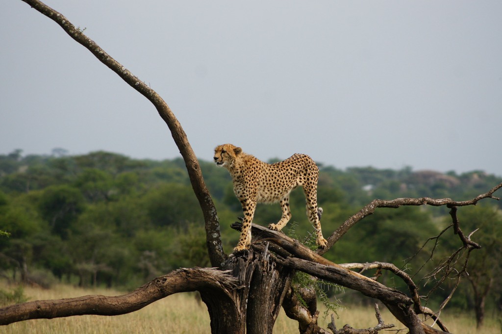 12 Days Lodge Safari Kenya and  Tanzania