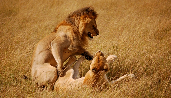 masai-mara