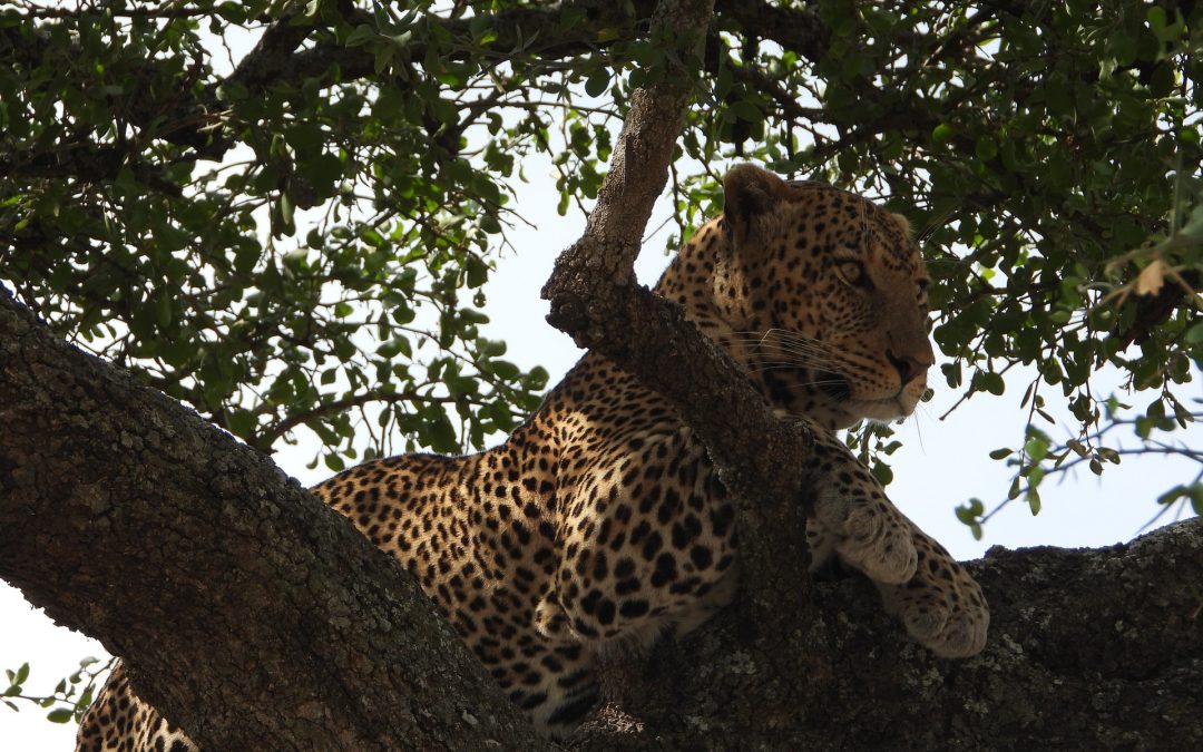 6 Days Luxury Lodge Safari