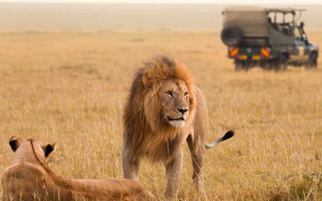 5 Days Lodge Safari Nairobi Maasai Mara