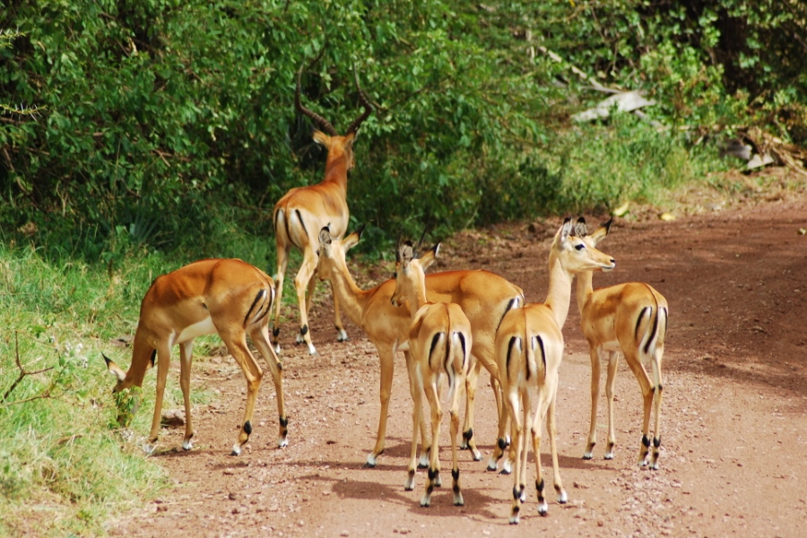 Serengeti Ngorongoro Safari Daily Departures